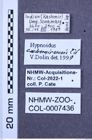 Etiketten zu Hypnoidus cachemirensis (NHMW-ZOO-COL-0007436)